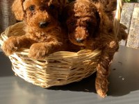 Sevimli Toy Poodle Yavrular
