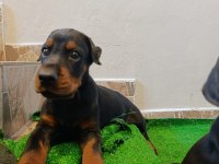 A scr üst düzey doberman