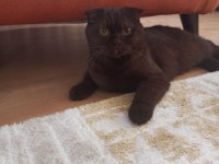 Scottish fold kedimiz annelegi mukemmel nutellayi