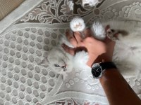 2 Aylık Erkek british Kum ve Mama alışkanlığı vardır