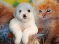 Yavru maltese köpekler