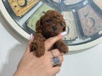 TOY POODLE YAVRULARI DİŞİ