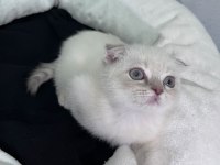 Exotic Shorthair ve Scottish Fold Bebekler