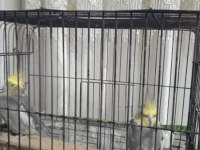 Grey erkek 9 aylık sultan papağanı