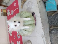 Pomeranian Verilecektir