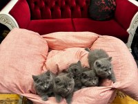 British shorthair