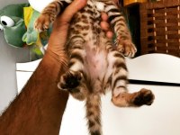 Safkan Show class bengal bebekler