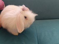 Angora tavşanı