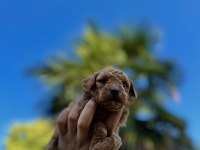 TÜRÜNÜN EN MİNİĞİ MİKRO POODLE REDBROWN