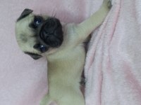 Pug yavruları