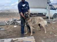 Kangal yavruları ve damızlık mevcut