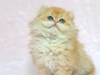 A KALİTE ORİJİNAL BRİTİSH LONGHAİR GOLDEN YAVRUM