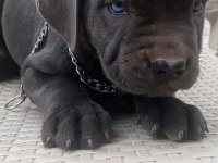 TANK GİBİ EVLAT CANE CORSO İSTEYENLER