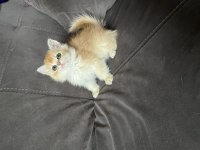Golden Ny12 Erkek Bebek Kedimiz Teslime Hazır