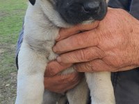 KANGAL YAVRU DEVLER YİNE MEYDANLARDA