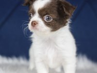 Orijinal Teacup Chihuahua yavrularımız