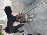 Albino ve kahve beyaz 70 günlük french bulldog yavrular