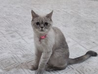 British shorthair 22 aylik MİSİVA kızımıza yeni yuva