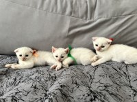 1.5 aylık scottish fold yavru kedimiz