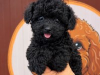 Black Kore Toy Poodle