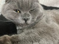 Scottish fold 8 aylık dişi