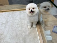 Sahibinden Uygun Pomeranian