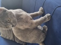 Scottish fold erkek, british shorthair dişi