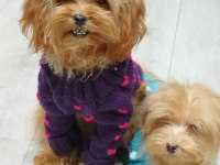 Tüy Dökmeyen Maltipoo Yavru