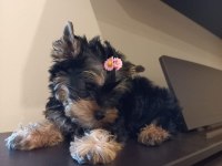 0 numara Yorkshire Terrier Yavrularımız