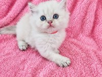 Safkan Bebek British Longhair Mavi Gözlü