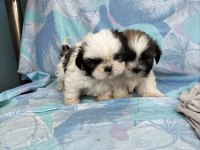 Shih tzu bebeklerimiz
