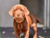 Kalite ve Güvenin Adresinden Labrador Yavruları