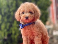 Orjinal Toy Poodle Yavrularımız