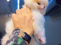 Pomeranian Boo Köpeğimiz