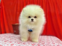 Safkan Pomeranian Boo Yavrularımız