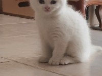 British shorthair yavru kedimiz