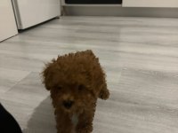 Orjinal aşılı ev üretimi toy poodle yavrularımız