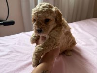 MİNYATÜR BOY MALTİPOO YAVRUMUZ