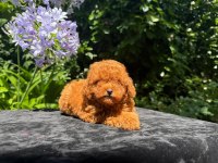 Aşılı Pasaportlu Toy Poodle Yavrularımız
