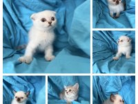 Kaliteli 1. Sınıf british shorthair yavrular