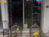 Akvaryum balıkları ve çeşitler