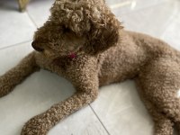 Eğitimli tuvalet eğitimi var çok bağımlı poodle