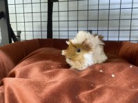 Yavru ginepig