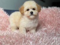 Üst Kalite Baby Face Maltipoo Yavrum