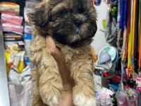 Shih Tzu yavrularımız ömürlük yuvalarına hazır 