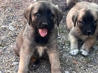 Kangal Yavrularımız Mevcut