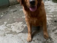 Golden Retriever Erkek