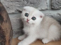 Scottish fold 2 aylık