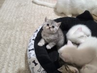 Sevgi dolu british shorthair bebeklerim