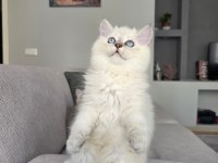 British Longhair Kedilerim